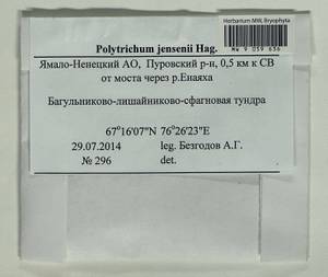 Polytrichum jensenii I. Hagen, Гербарий мохообразных, Мхи - Западная Сибирь (включая Алтай) (B15) (Россия)