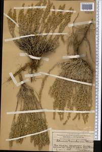 Полынь тяньшанская (Krasch. ex Poljak.) Y.R. Ling, Средняя Азия и Казахстан, Западный Тянь-Шань и Каратау (M3) (Казахстан)