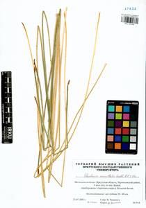 Болотница сосочковая (H.Lindb.) H.Lindb., Сибирь, Прибайкалье и Забайкалье (S4) (Россия)