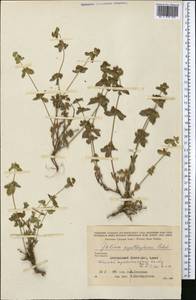 Cruciata taurica subsp. persica (DC.) Ehrend., Средняя Азия и Казахстан, Копетдаг, Бадхыз, Малый и Большой Балхан (M1) (Туркмения)