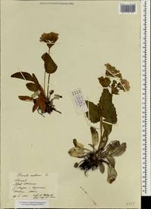 Primula malvacea Franch., Зарубежная Азия (ASIA) (КНР)