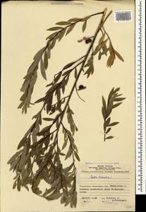 Ива трехтычинковая L., Кавказ, Азербайджан (K6) (Азербайджан)