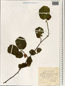 Grewia villosa Willd., Африка (AFR) (Эфиопия)