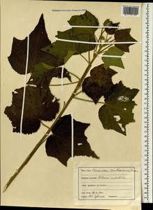 Hibiscus mutabilis L., Зарубежная Азия (ASIA) (Индия)