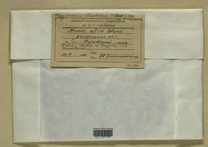 Plagiomnium ellipticum (Brid.) T.J. Kop., Гербарий мохообразных, Мхи - Центральное Нечерноземье (B6) (Россия)