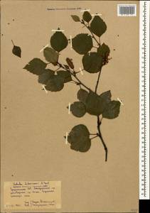 Betula pubescens var. litwinowii (Doluch.) Ashburner & McAll., Кавказ, Грузия (K4) (Грузия)