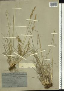 Helictochloa hookeri (Scribn.) Romero Zarco, Сибирь, Якутия (S5) (Россия)