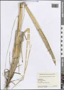 Волоснец кистистый, Колосняк кистистый (Lam.) Tzvelev, Кавказ, Азербайджан (K6) (Азербайджан)