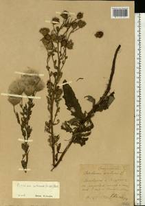 Cirsium arvense var. integrifolium Wimm. & Grab., Восточная Европа, Средневолжский район (E8) (Россия)