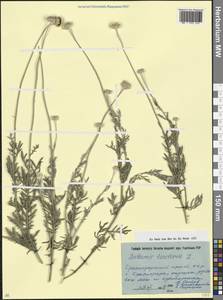 Cota tinctoria subsp. tinctoria, Кавказ, Краснодарский край и Адыгея (K1a) (Россия)