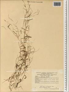 Pseudopogonatherum speciosum (Debeaux) Ohwi, Зарубежная Азия (ASIA) (КНР)
