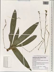 Murdannia edulis (Stokes) Faden, Зарубежная Азия (ASIA) (Вьетнам)