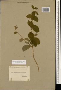 Lonicera caucasica subsp. orientalis (Lam.) D. F. Chamb. & Long, Кавказ, Грузия (K4) (Грузия)