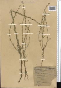 Живокость, Средняя Азия и Казахстан, Западный Тянь-Шань и Каратау (M3) (Киргизия)