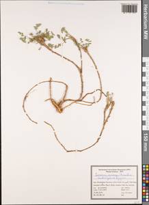 Semenovia eriocarpa (Bornm. & Gauba) Lyskov & Kljuykov, Зарубежная Азия (ASIA) (Иран)