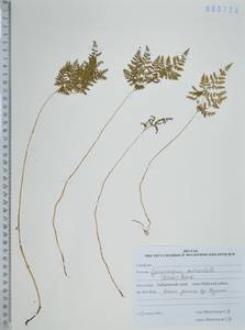 Голокучник континентальный (Petrov) Pojark., Сибирь, Дальний Восток (S6) (Россия)