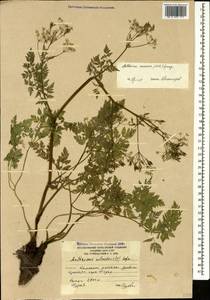 Anthriscus sylvestris subsp. sylvestris, Кавказ, Южная Осетия (K4b) (Южная Осетия)