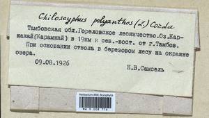 Chiloscyphus polyanthos (L.) Corda, Гербарий мохообразных, Мхи - Центральное Черноземье (B10) (Россия)