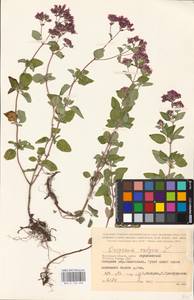 MHA 0 156 686, Душица обыкновенная L., Восточная Европа, Центральный район (E4) (Россия)