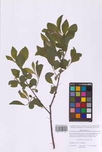 Ива пепельно-серая L., Восточная Европа, Московская область и Москва (E4a) (Россия)