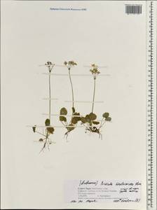 Primula malacoides Franch., Зарубежная Азия (ASIA) (Непал)