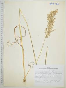 Sibirotrisetum sibiricum (Rupr.) Barberá, Сибирь, Дальний Восток (S6) (Россия)