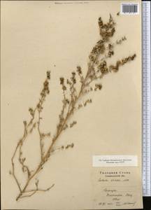 Климакоптера толстянковая M. Bieb., Средняя Азия и Казахстан, Сырдарьинские пустыни и Кызылкумы (M7)