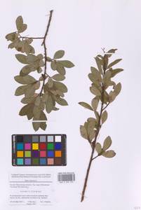Ива пепельно-серая L., Восточная Европа, Московская область и Москва (E4a) (Россия)