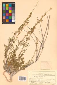 Резеда желтая L., Восточная Европа, Северо-Украинский район (E11) (Украина)