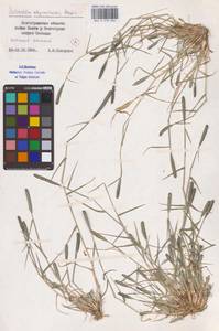 Sporobolus alopecuroides (Piller & Mitterp.) P.M.Peterson, Восточная Европа, Нижневолжский район (E9) (Россия)