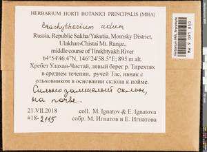 Brachythecium udum I. Hagen, Гербарий мохообразных, Мхи - Якутия (B19) (Россия)