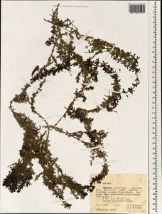 Подмаренник, Африка (AFR) (Эфиопия)