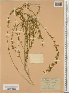Lactuca viminea subsp. viminea, Кавказ, Армения (K5) (Армения)