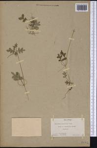 Nemophila parviflora Dougl. ex Benth., Америка (AMER) (США)