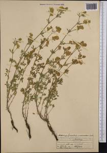 Люцерна серповидная L., Средняя Азия и Казахстан, Западный Тянь-Шань и Каратау (M3) (Киргизия)