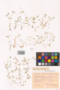 Stellaria alsine subsp. alsine, Сибирь, Чукотка и Камчатка (S7) (Россия)