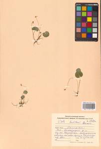 Viola epipsila subsp. repens (Turcz.) W.Becker, Сибирь, Дальний Восток (S6) (Россия)