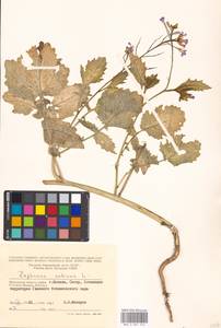 Редька посевная L., Восточная Европа, Московская область и Москва (E4a) (Россия)