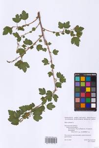 Смородина альпийская L., Восточная Европа, Центральный лесостепной район (E6) (Россия)