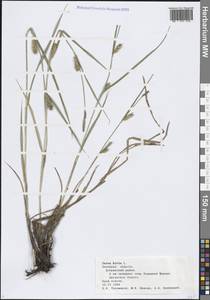 Осока мохнатая, Осока коротковолосистая L., Восточная Европа, Центральный лесостепной район (E6) (Россия)