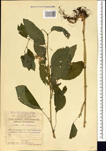 Недотрога обыкновенная L., Кавказ, Азербайджан (K6) (Азербайджан)