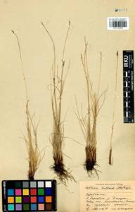 Carex myosuroides Vill., Сибирь, Прибайкалье и Забайкалье (S4) (Россия)