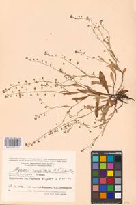 Myosotis laxa subsp. laxa, Восточная Европа, Московская область и Москва (E4a) (Россия)