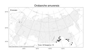 Orobanche amurensis, Orobanche pycnostachya var. amurensis (Beck) Beck, Атлас флоры России (FLORUS) (Россия)