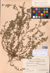 Спорыш простертый, Спорыш обыкновенный Boreau, Восточная Европа, Западно-Украинский район (E13) (Украина)