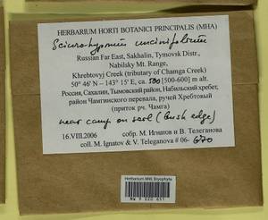 Sciuro-hypnum uncinifolium (Broth. & Paris) Ochyra & Żarnowiec, Гербарий мохообразных, Мхи - Дальний Восток (без Чукотки и Камчатки) (B20) (Россия)