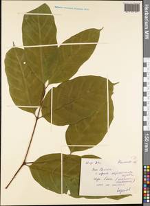 Magnoliopsida, Австралия и Океания (AUSTR) (Самоа)