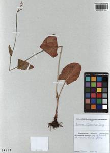 Rumex scutatus subsp. scutatus, Сибирь, Алтай и Саяны (S2) (Россия)