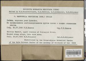 Gymnomitrion brevissimum (Dumort.) Warnst., Гербарий мохообразных, Мхи - Карелия, Ленинградская и Мурманская области (B4) (Россия)