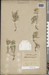 Василек, Кавказ, Армения (K5) (Армения)